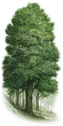 [The Basswood Tree]